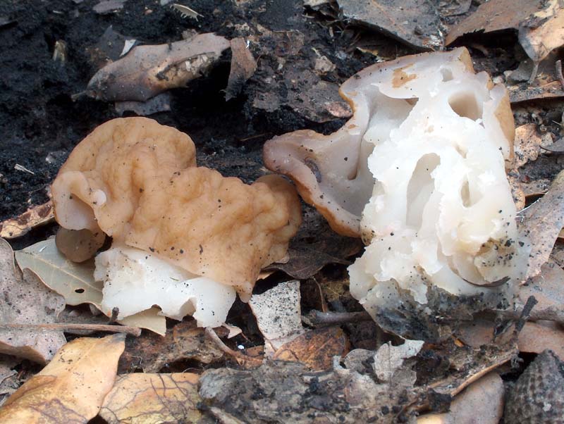 Gyromitra esculenta